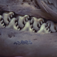Illustration for article titled Crabeater Seals Look Like They Have Buzzsaws For Teeth